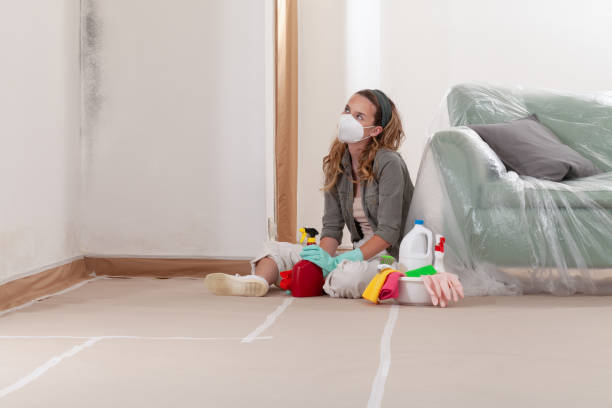 Reliable Mold Cleanup contractor in Westphalia, MI by Cheap Mold Removal