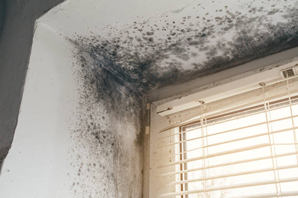 Affordable Mold Cleanup solutions in Westphalia, MI